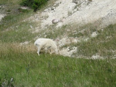 Rocky Mountain Goat Icefield Hiway