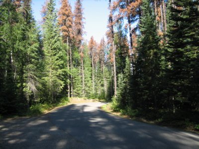 Bear Lake - Dead trees due to Pine Beetles