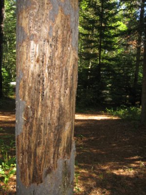 Damage to pines from Pine Beetles