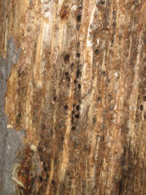 Closeup view of Pine Beetle work