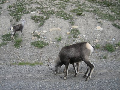 Two goats along Alaska Hiway