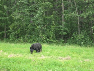 Black Bear