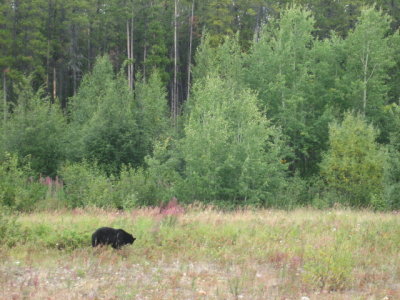 Black Bear along the Alaska Highway