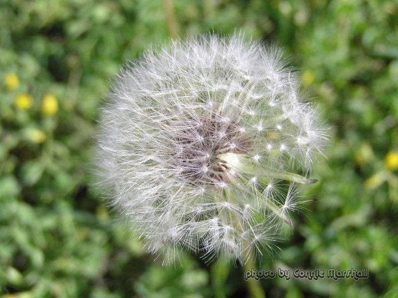 Dandelion