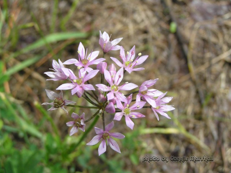 Wild Flower (any help please)