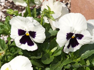 Pansy