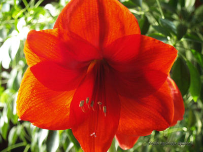 Amaryllis