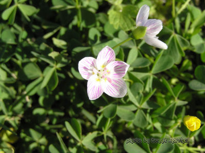 Wild Flower (any help please)