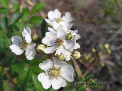 Wild Flower (any help please)