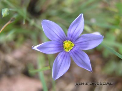 Blue-eyed Grass