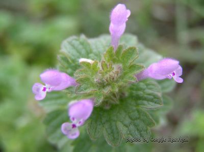 Henbit