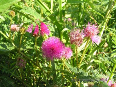 Cat Claw Sensitive Briar