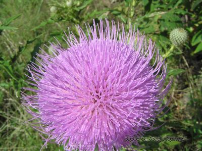 Thistle