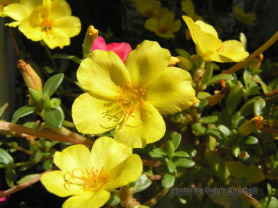 Yellow Moss Rose