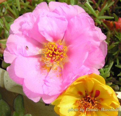 Moss Rose