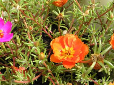 Moss Rose