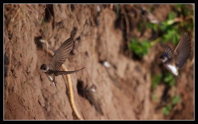 Sand Martin