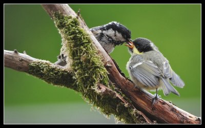 Exhausted Coal Tit feeding one of its chicks !