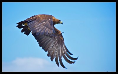 Golden Eagle makes quick exit !