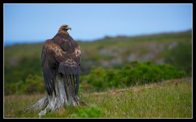 Scottish Golden Eagle sunning it's wings