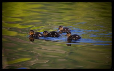 Dappled Ducks