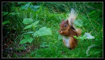 Huntly Red Squirrel