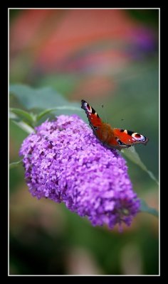 Stunning Wings