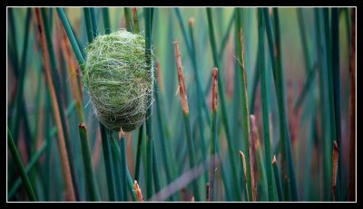 Broad Billed Weaver's Nest