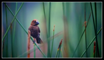 Broad Billed Weaver