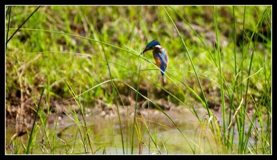 Malachite Kingfisher