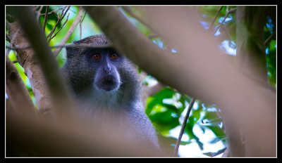 Rare Samango Monkey