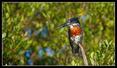 Giant Kingfisher