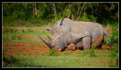 Sleeping White Rhino with Guests