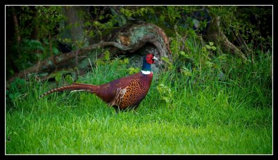 Cock Pheasant in fine plumage