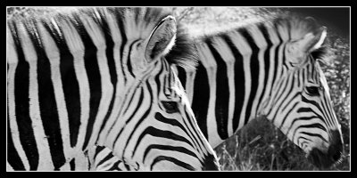 Zebra Stripes - by Gill