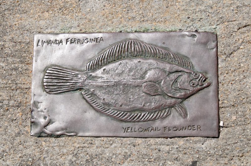 Yellowtail Flounder