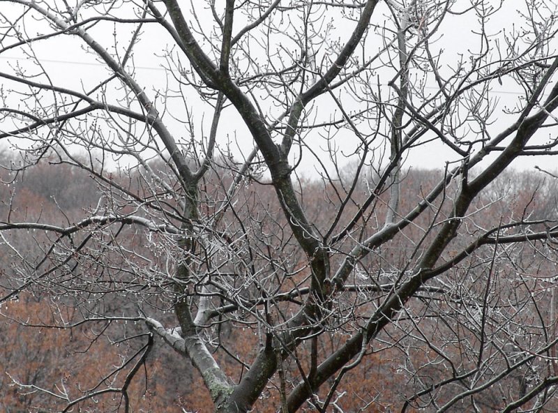 crown of ice