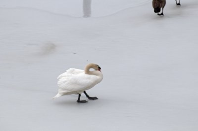 swans, geese, birds