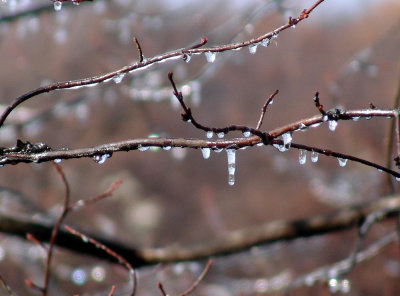 portrait of the icicle as a young drip