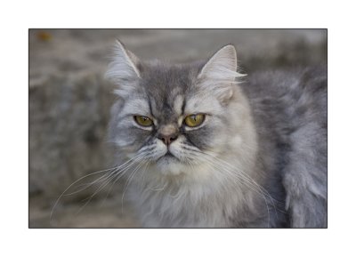 Craquotte