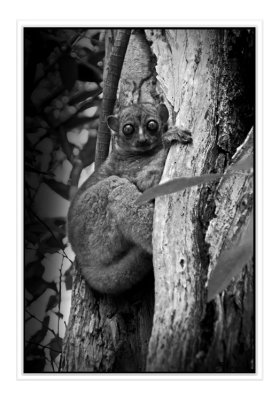Aye-Aye, lmurien nocturne
