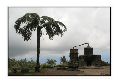 Fougre arborescente