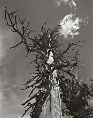Eldorado Nat'l Forest, California    19840806