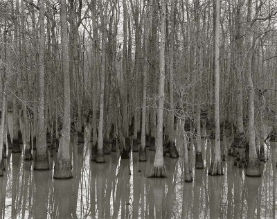 Cache River, Arkansas    19861201