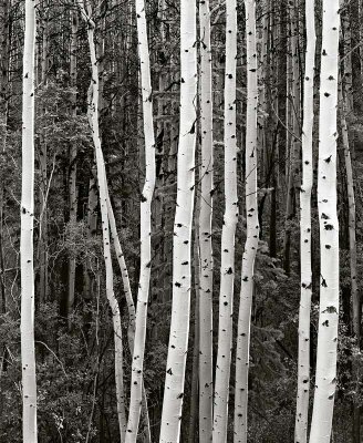 Santa Fe Nat'l Forest, New Mexico    19870806