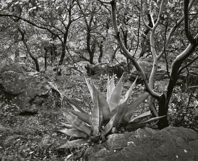 Green Gulch, Big Bend Nat'l Park, Texas   19900121