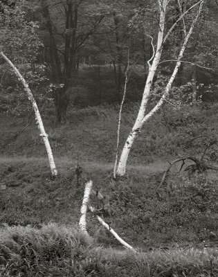 Tiadaghton State Forest, Pennsylvania    19900716