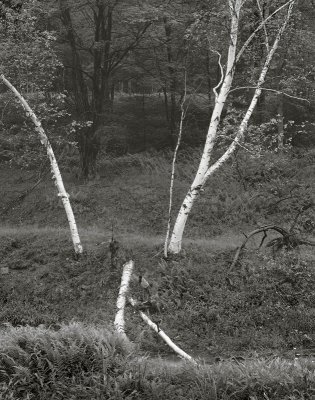 Tiadaghton State Forest, Pennsylvania 19900716