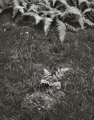 Wyoming State Forest, Pennsylvania     19900727