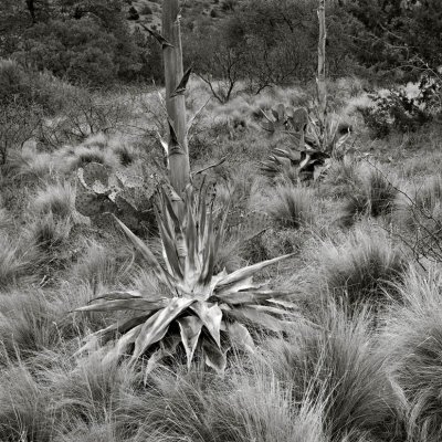 Green Gulch, Big Bend Nat'l Park, Texas    19950202